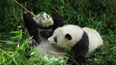 Dwie pandy wielkie urodzone w tokijskim zoo otrzymały imiona