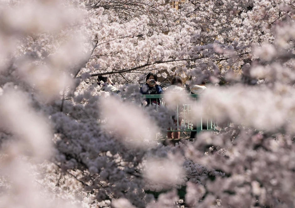 Cvat trešanja u Tokiju
