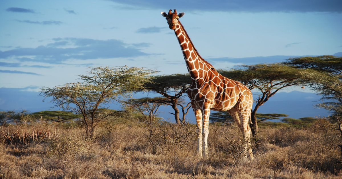 IUCN-st-rzt-Giraffen-Theorie-vier-Arten-offiziell-anerkannt