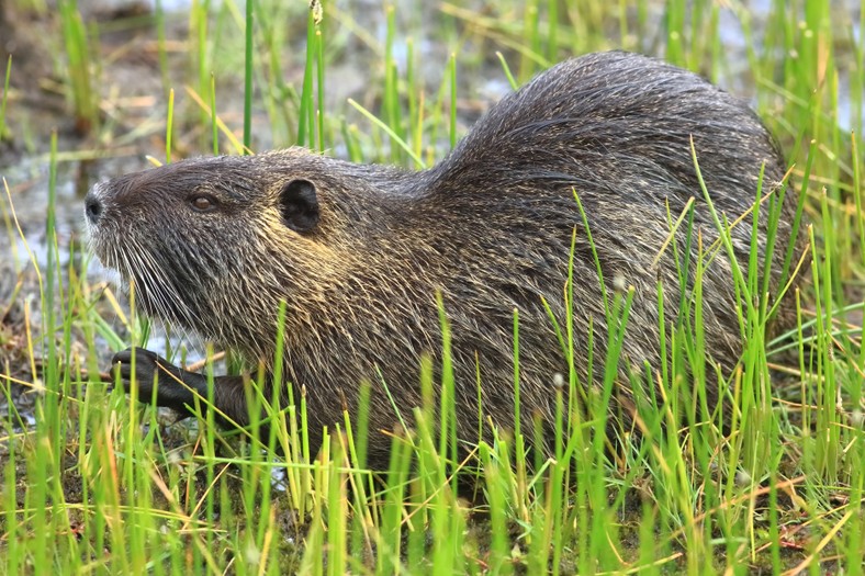 Nutria