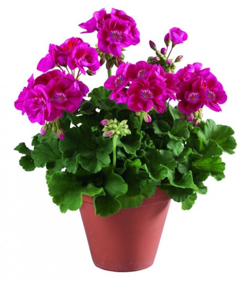 Pelargonia