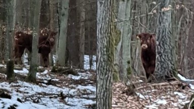 Zagrożenie w pomorskich lasach. Na wolności jest 300-kilogramowe zwierzę