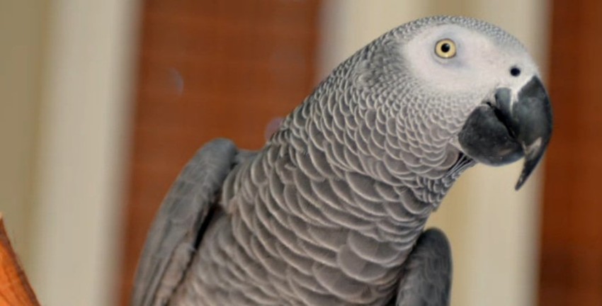 Malo se zna o Najdželovom kretanju u tom periodu, ali je Čik naveo da je britanski akcenat njegovog ljubimca nestao