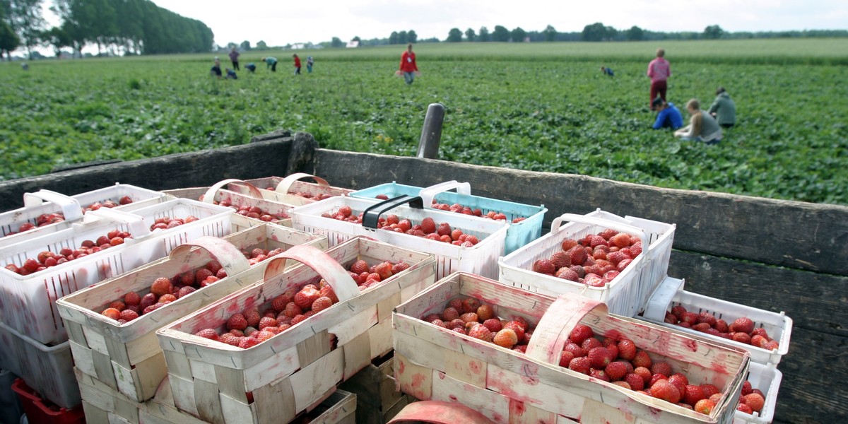 Polski król truskawek abdykował