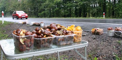 Skandal! Sprzedadzą lasy, na grzyby nie pójdziesz