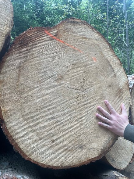 Wycinka w okolicach Rymanowa Zdroju fot. Maciej Fijak