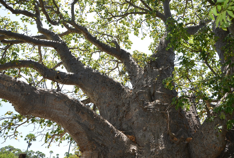 Efektowna korona drzewa daje schronienie ludziom, zwierzętom i owadom, fot. Krzysztof Świercz