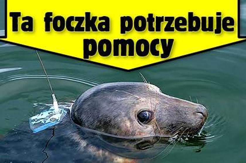 Ta foczka potrzebuje pomocy