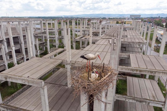 Rat na Bliskom istoku poremetio i rode: Ugrožen im povratak u najveću koloniju u ovom delu Evrope - u Novi Sad, preti im čitav NIZ OPASNOSTI (FOTO, VIDEO)