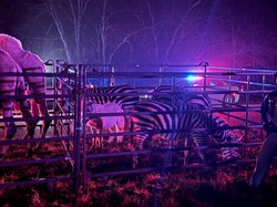 Ciężarówka stanęła w ogniu. Na ulicę wybiegły zebry, wielbłądy i konie