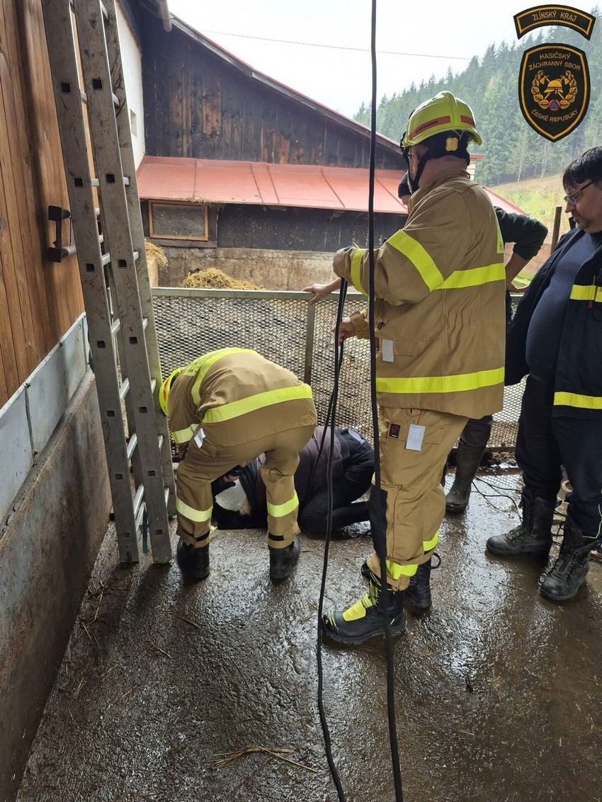 Spasavanje prasice u Poljskoj