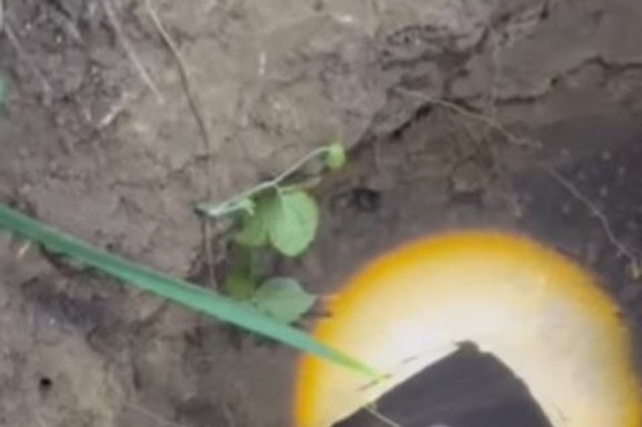 (VIDEO) PAS UPAO U SEPTIČKU JAMU Drama u Novom Sadu: Vatrogasci odmah krenuli u akciju spasavanja
