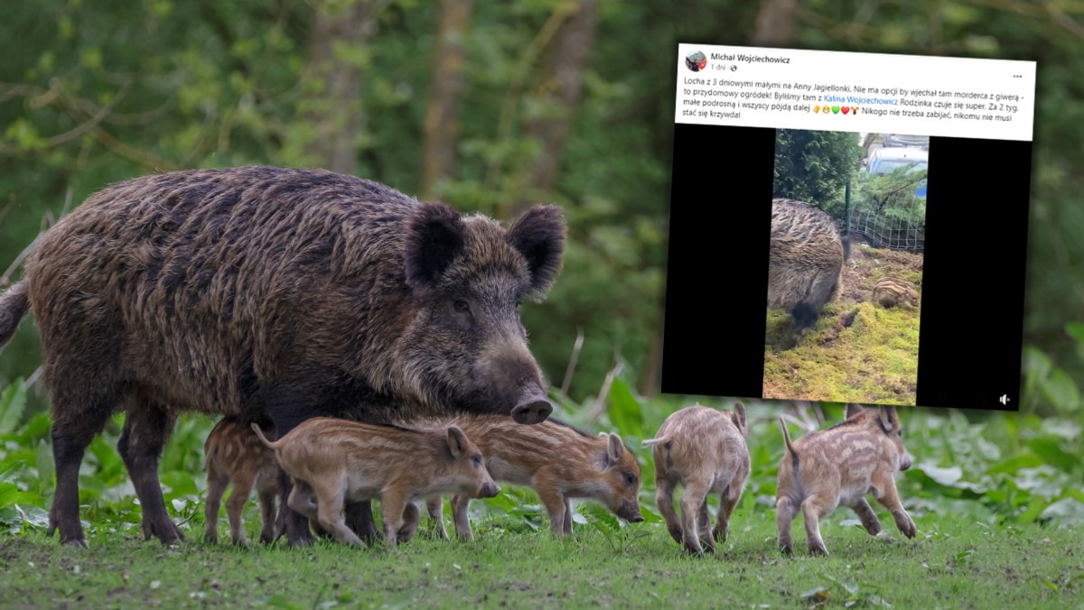 Niezwykłe zdarzenie na gdańskim osiedlu. Małe dziki w blokowym ogródku