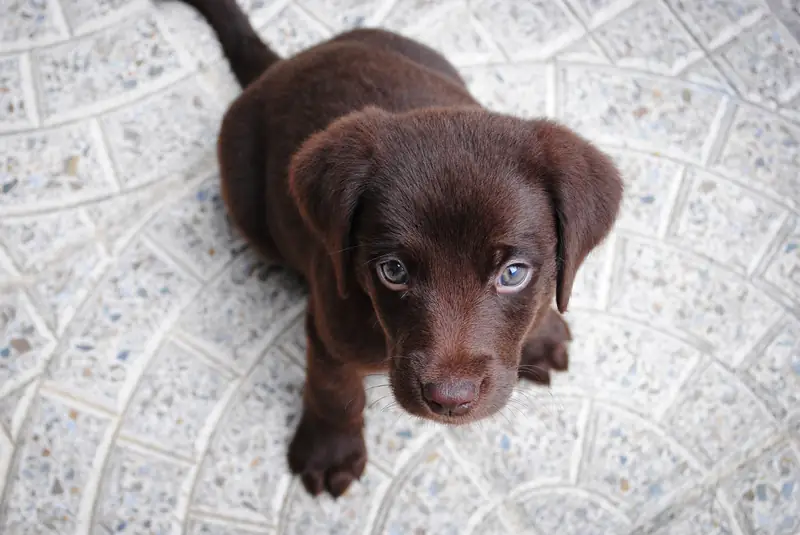 Czekoladowy szczeniak rasy labrador. Właśnie taki maluch trafił do domu państwa O&#39;Grady Fot. Jairo Alzate on Unsplash