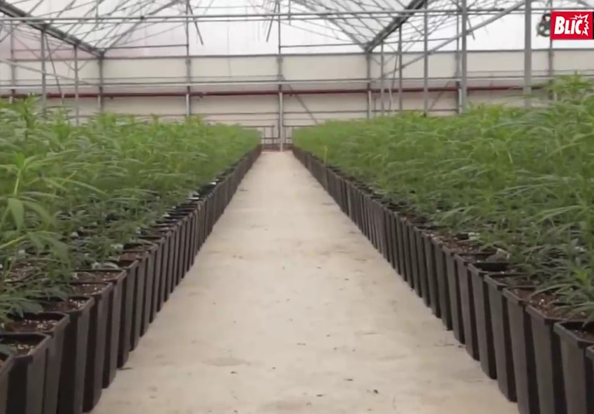 Marihuana u Jovanjici