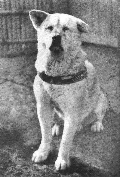 Pies Hachiko. Fot: Wikimedia Commons.