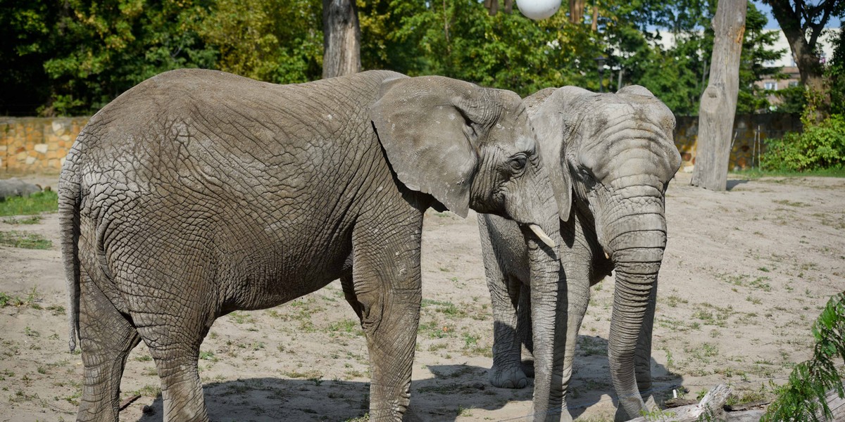 Zoo szuka młodszego opiekuna zwierząt.