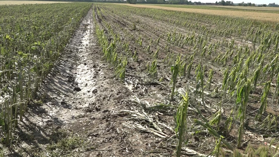 Njive su opustošene