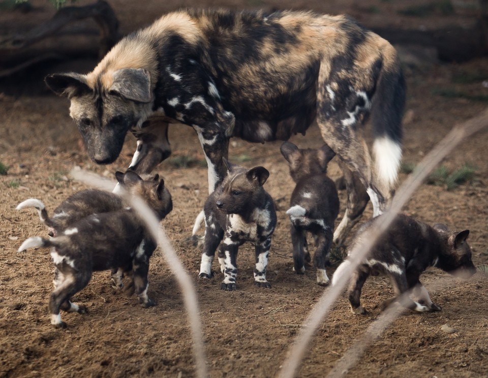 Młode likaony we wrocławskim zoo