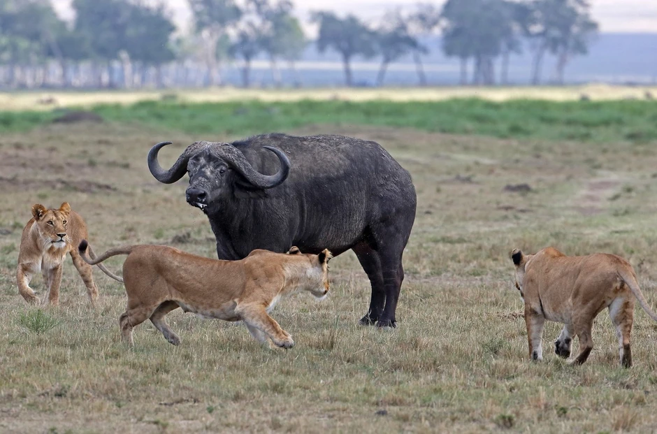 Oslobodio se neprijatelja