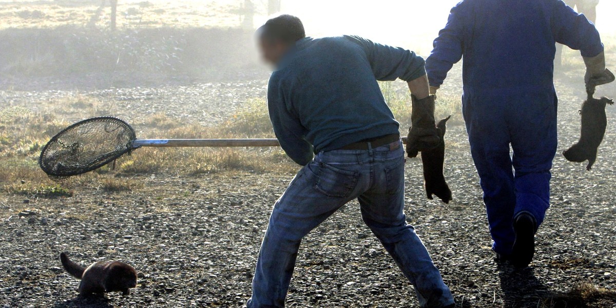 Several hundreds of minks released from farm