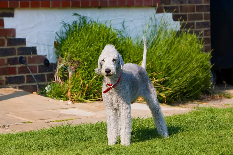 Bedlington terrier / No-longer-here, Pixabay