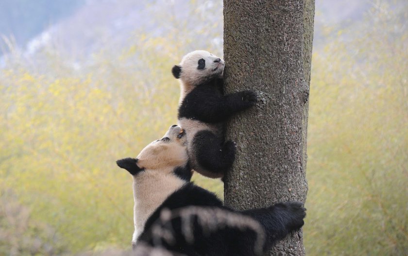 Przedszkole dla pand w Chengdu. Najsłodsze miejsce na świecie!