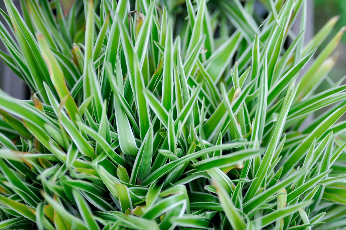 Zielistka Sternberga (Chlorophytum comosum) jest to znana i popularna w Polsce roślina doniczkowa.