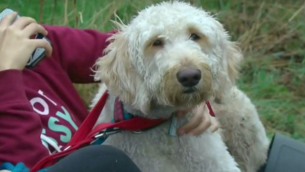 Gdyby labradoodle Cooper mógł zbierać mile lotnicze, to po tej podróży pewnie mógłby już polecieć za darmo na jakąś wycieczkę. 19 kwietnia jego właścicielka, Terri Pittman wsadziła go do samolotu linii WestJet i wysłał psa do swojej rodziny do Deer Lake w Nowej Fundlandii, która miała się nim zaopiekować, kiedy ona poleci na Jamajkę na wesele. Pies trafił jednak na pokład złego samolotu i ostatecznie wylądował w Hamilton w Ontario, prawie 2000 km od miejsca, gdzie miał się znaleźć.