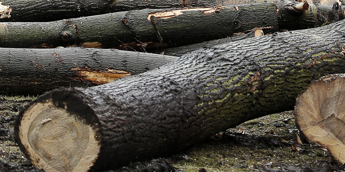 Wycinka chorych i wymierajacych drzew w Parku Slaskim