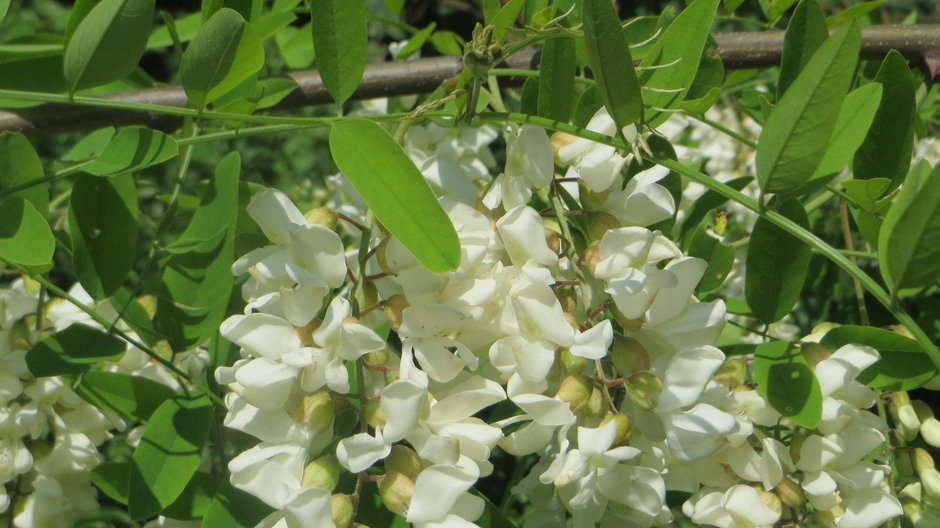 Robinia akacjowa pochodzi ze wschodniej części USA. Obecnie występuje na wszystkich kontynentach z wyjątkiem Antarktydy