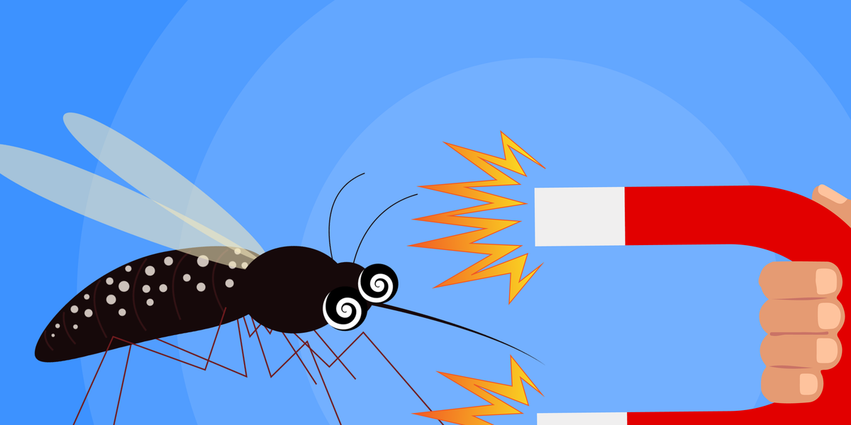 Why mosquitoes are attracted to some people more than others Business