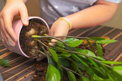 Zamiokulkas nie wypuszcza nowych liści? Oto, co musisz zrobić