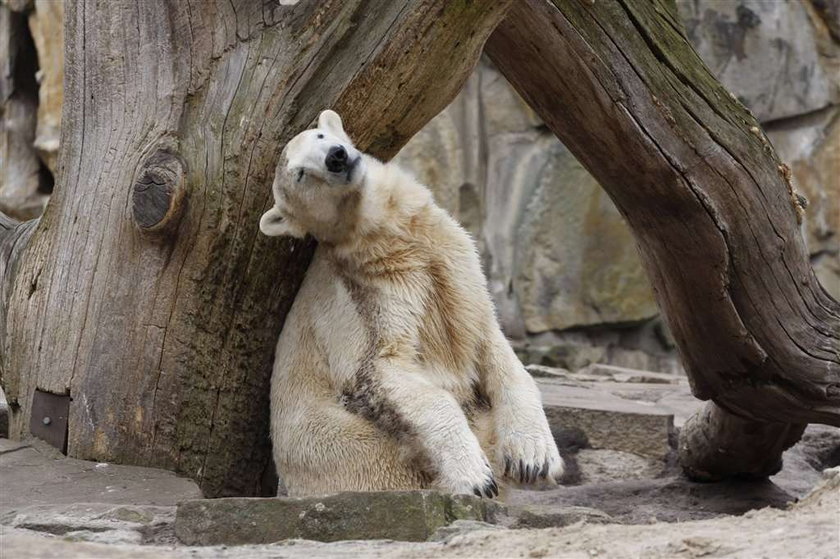 Słynny Knut zwariował!