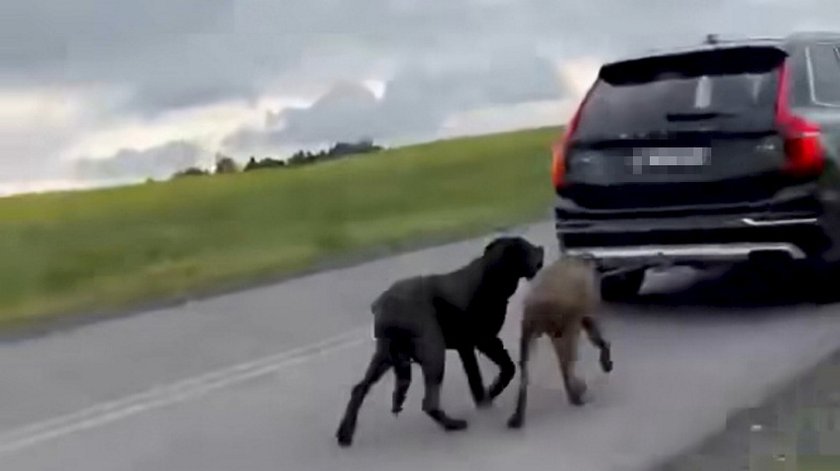 The 73-year-old tried to pull dogs behind the car. That’s how much the ticket was