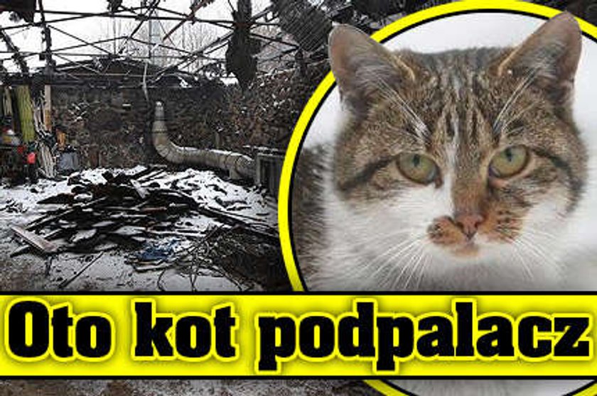 Oto kot podpalacz