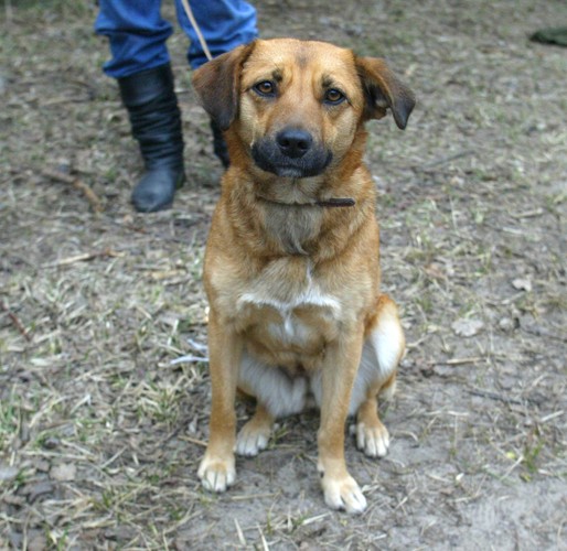 Kasia przetrwała dzięki suczce sąsiadów