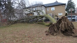 Kiedy sąsiad może żądać usunięcia drzewa?