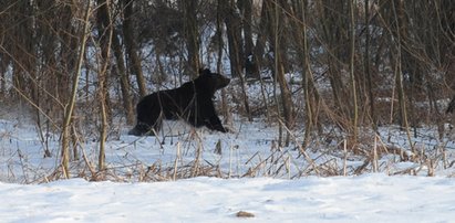 Niedźwiedzie idą na północ! Jeden dotarł pod Dębicę i Tarnów