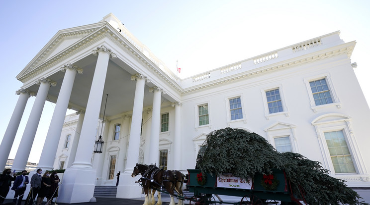 Lovas szekéren szállítják a Fehér Ház karácsonyfáját a washingtoni elnöki rezidenciához / Fotó: MTI/AP/Andrew Harnik