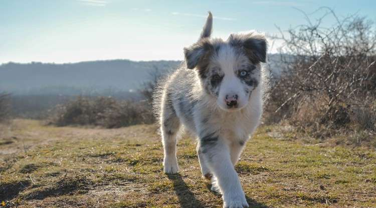 Mire figyelj, ha Border Collie kutyust szeretnél? Tippek és tanácsok egy gazditól Fotó: Palóc Eszter