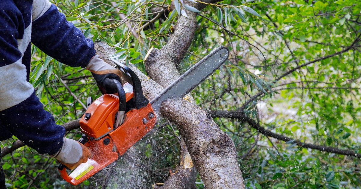 60 dni na decyzję o wycince drzewa z prywatnej posesji? Posłowie zaskoczeni pomysłem rządu. Chcą zmiany projektu