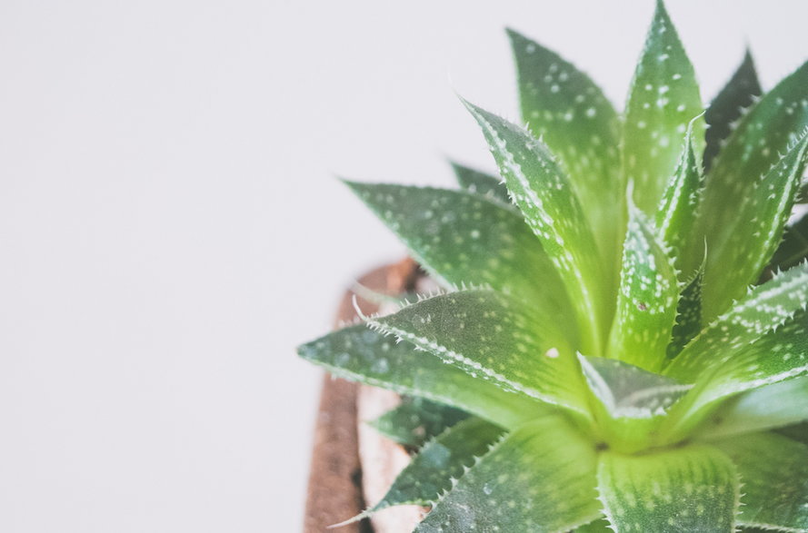 Aloes można uprawiać w doniczce - thepaintedsquare/poxabay.com