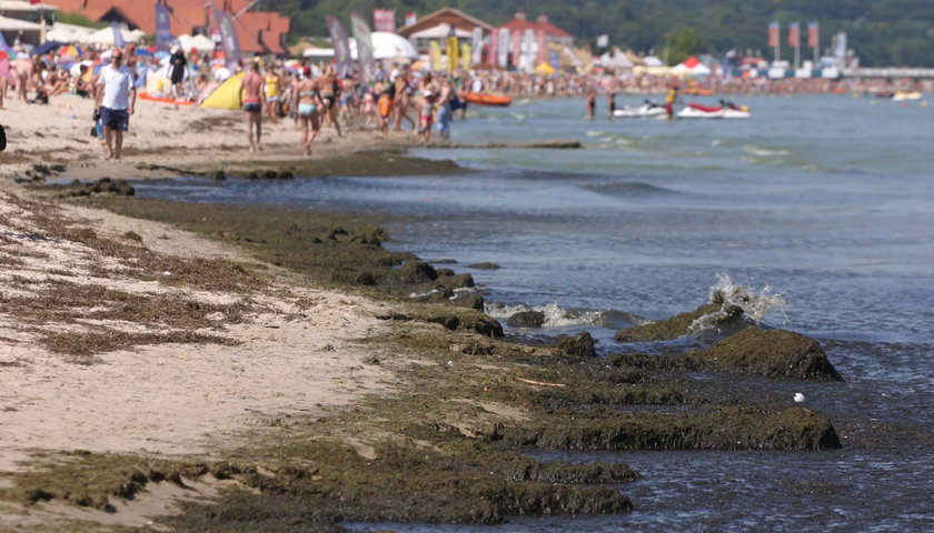 Sinice pojawią się przy polskim brzegu