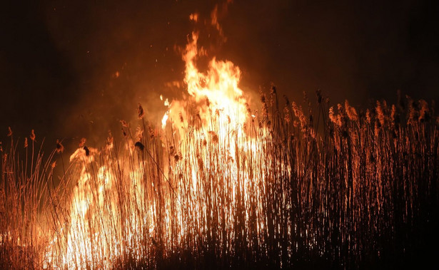 Pożar Biebrzańskiego Parku Narodowego się rozwija. "Rozmiar tej tragedii jest mniejszy"