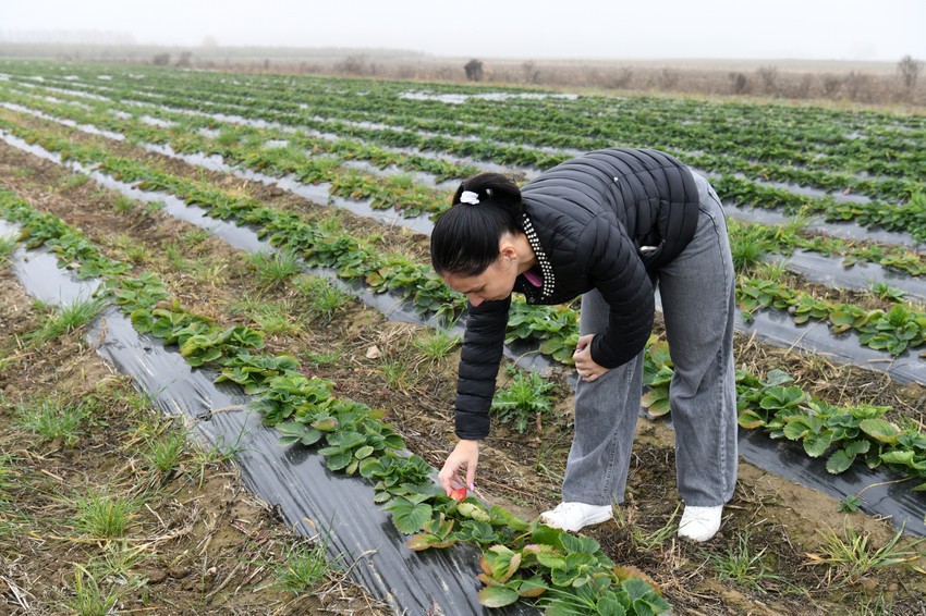 Blic poljoprivrednik