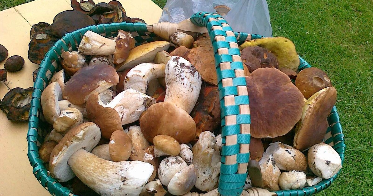 Rezerwują grzyby i "straszą" konkurencję. Łańcuszek stał się hitem
