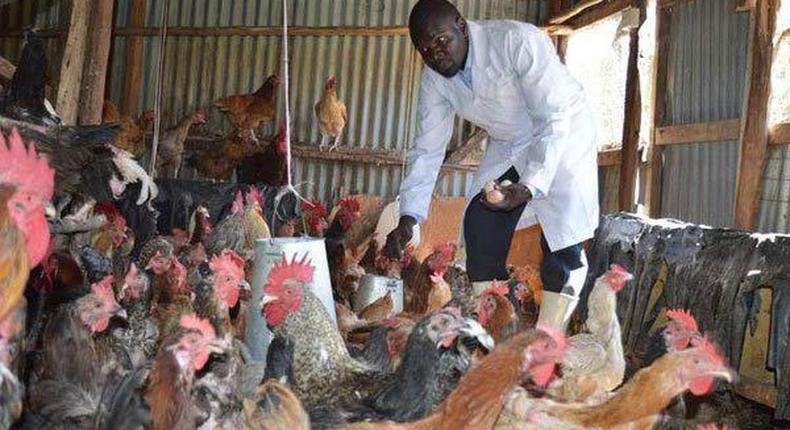 Poultry farming in Kisumu 