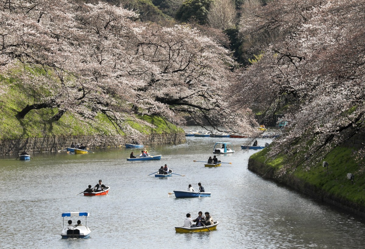 W Japonii już pawdziwa wiosna. W Tokio szybciej niż zazwyczaj zakwitły wiśnie