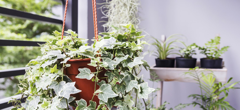 Bluszcz - roślina o dwóch twarzach, która doskonale sprawdzi się w domu i na balkonie